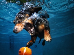 A diving dachshund pursues a sinking tennis ball underwater